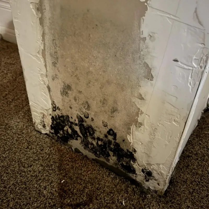 Professional Mold Removal in Miami, OK
